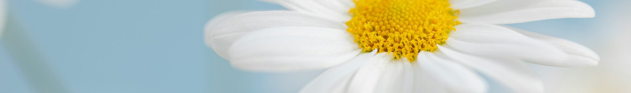 blume